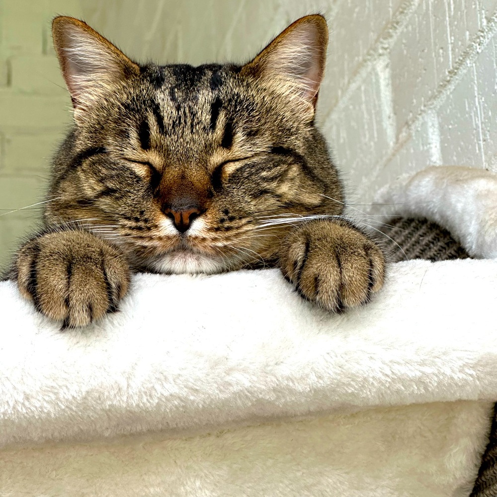 Meet your Posher, Rachel